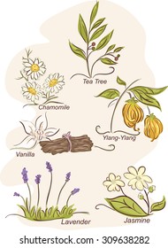 Illustration mit den Blumen verschiedener pflanzlicher Pflanzen