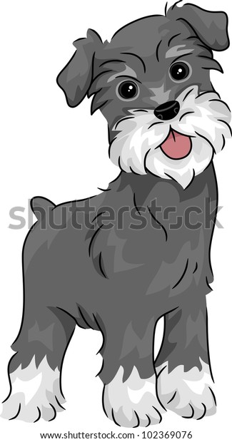 Illustration Featuring Miniature Schnauzer Stock Vector (Royalty Free ...