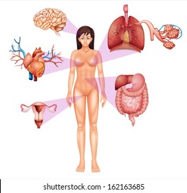 Illustration of the female body on a white background