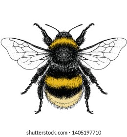 Illustration of a Female Buff-tailed Bumblebee