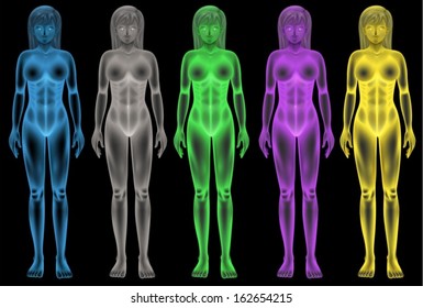 Illustration of the female coloured bodies