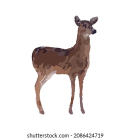 Illustration of a female deer on a white background