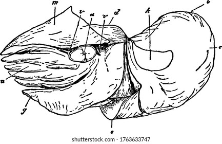 An illustration of a female nautilus without the shell, with its parts labelled, vintage line drawing or engraving illustration.