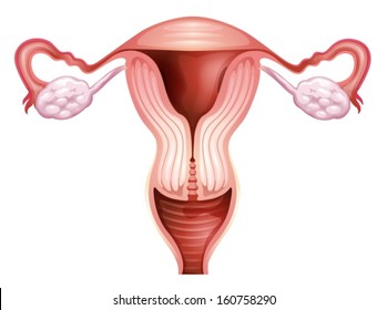 Illustration of the female reproductive organ on a white background