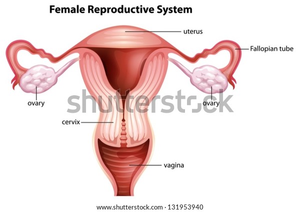 Illustration of female\
reproductive\
system