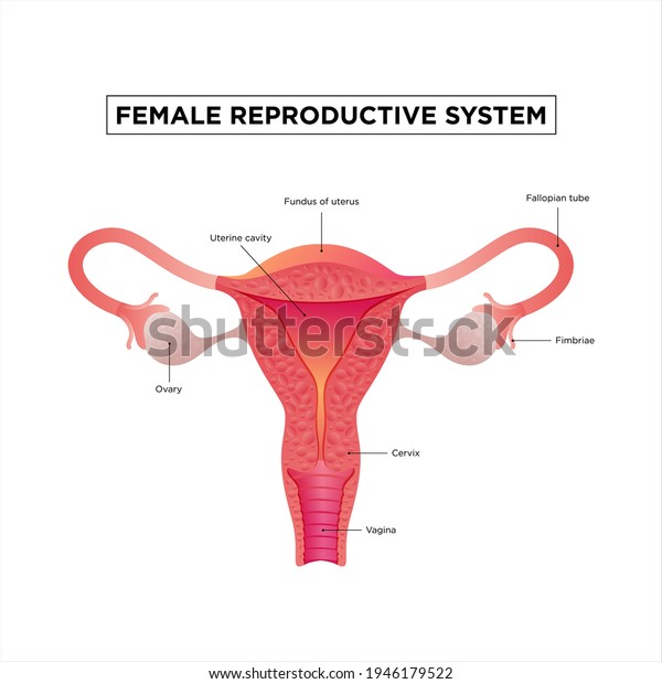 Illustration Female Reproductive System Human Anatomy Stock Vector Royalty Free 1946179522 4676