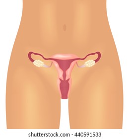 Illustration of the female reproductive system on a white background.
