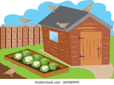 An Illustration Of A Fenced Allotment Garden With Shed,raised Vegetable Beds With Cabbages And Cauliflowers And Several Collared Doves