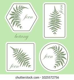 Illustration of a fern