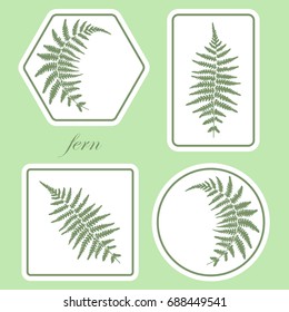 Illustration of a fern