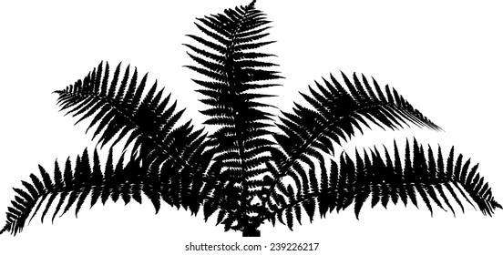 illustration with fern bush silhouettes isolated on white