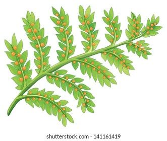 Illustration of a fern plant