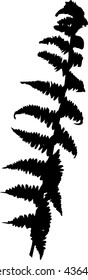 illustration with fern silhouette isolated on white background