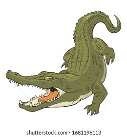 Illustration of a ferocious crocodile. Vector illustration on white background.