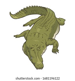 Illustration of a ferocious crocodile. Vector illustration on white background.