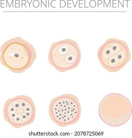 Illustration Fertility and Ebryonic development
