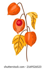 Illustration of fesalis sprig with berries. Image of autumn plant.