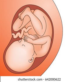 illustration fetus in belly full grown  baby in womb of pregnant woman 