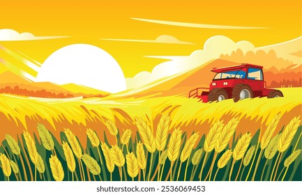 Illustration of a field filled with ears of grain and a working combine harvester in the background. Agricultural landscape.
