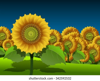 Illustration of a field of yellow sunflowers