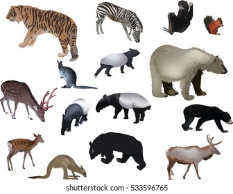illustration with fifteen animals on white background