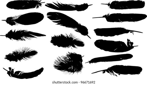 illustration with fifteen black feathers on white background