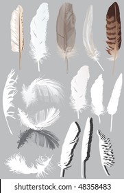 illustration with fifteen feathers isolated on grey background