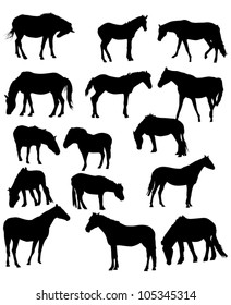 illustration with fifteen horses isolated on white background