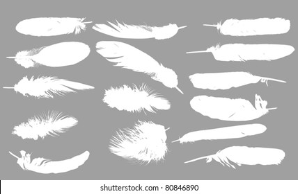 illustration with fifteen white feathers on grey background