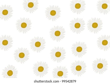 illustration with fine chamomile flowers background