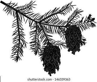 illustration with fir branch isolated on white background