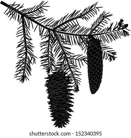 illustration with fir branch isolated on white background