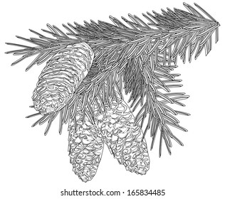 illustration with fir branch isolated on white background