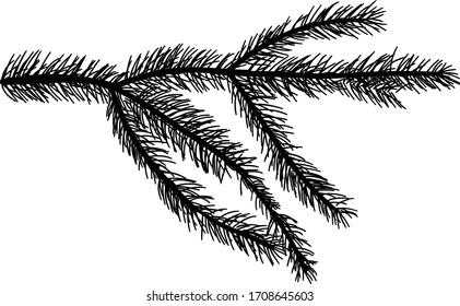 illustration with fir branch isolated on white background