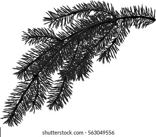 illustration with fir branch isolated on white background