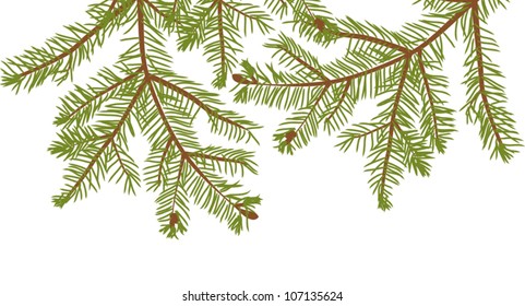 illustration with fir branches isolated on white background