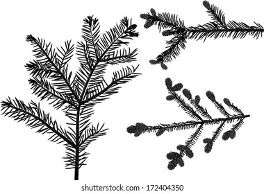 illustration with fir branches isolated on white background