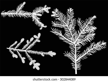 illustration with fir branches isolated on black background