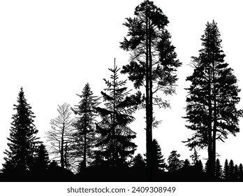 illustration with fir forest silhouettes