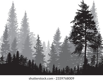 illustration with fir forest silhouettes isolated on white background