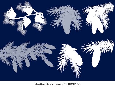 illustration with fir and pine branches  isolated on blue background