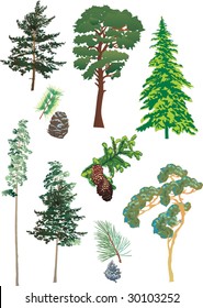 illustration with fir set isolated on white background