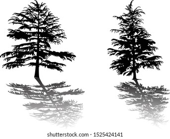illustration with fir silhouettes isolated on white background