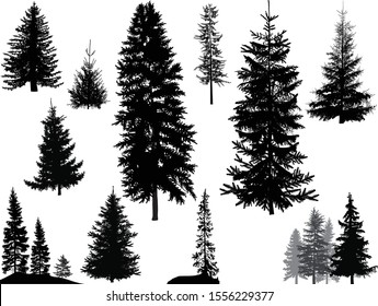 illustration with fir silhouettes isolated on white background