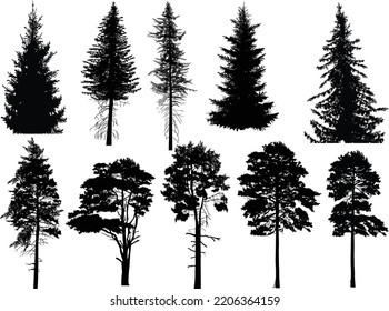 illustration with fir silhouettes isolated on white background