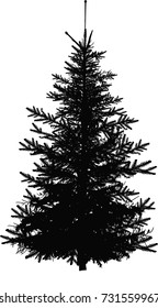 illustration with fir tree isolated on white background