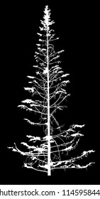 illustration with fir tree silhouette isolated on black background