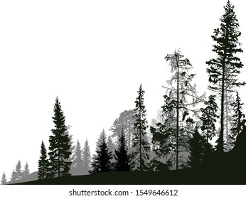 illustration with fir trees forest isolated on white background