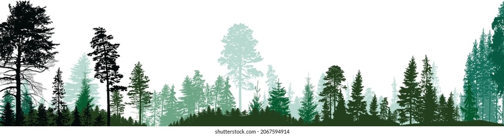 ilustración con bosque de abetos aislado en fondo blanco