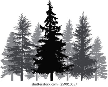 illustration with fir trees forest isolated on white background